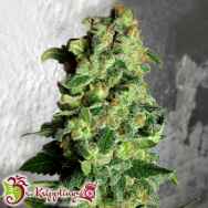 Dr. Krippling Seeds Super Skunk AUTO